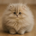 kittenball.jpg