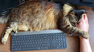 malloc-mousey-hand.jpg